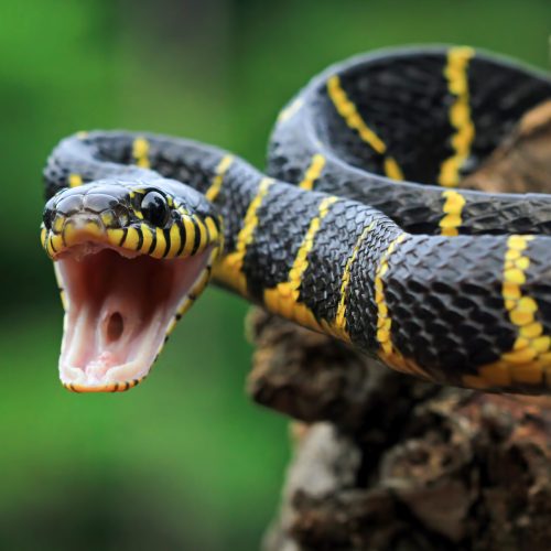 boiga-snake-dendrophila-yellow-ringed